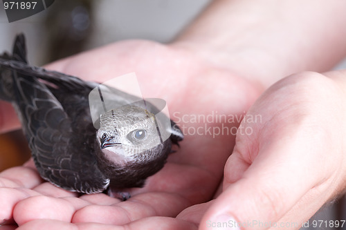 Image of Young Eurasian Swift