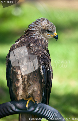 Image of Common European Buzzard