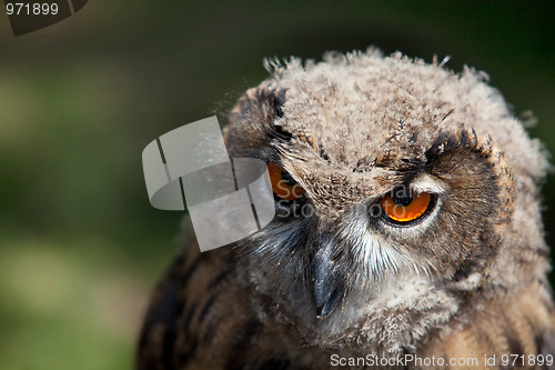 Image of Young Owl