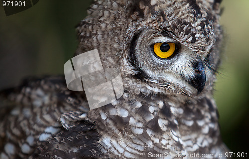 Image of Young Owl
