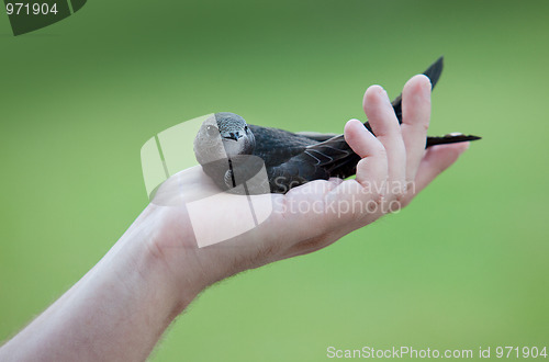 Image of Young Eurasian Swift