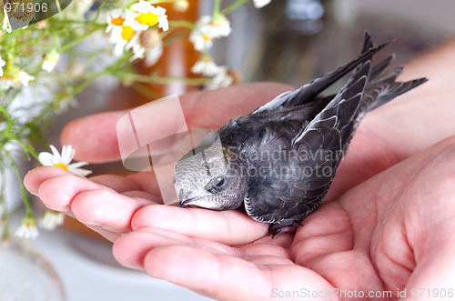 Image of Young Eurasian Swift