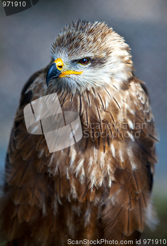 Image of Common European Buzzard