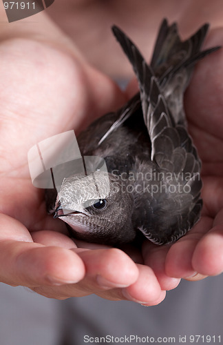 Image of Young Eurasian Swift