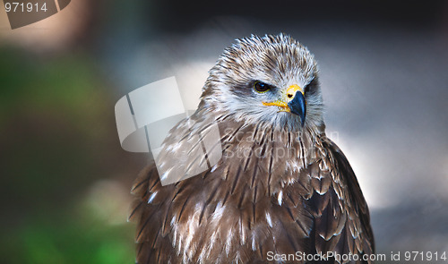 Image of Common European Buzzard