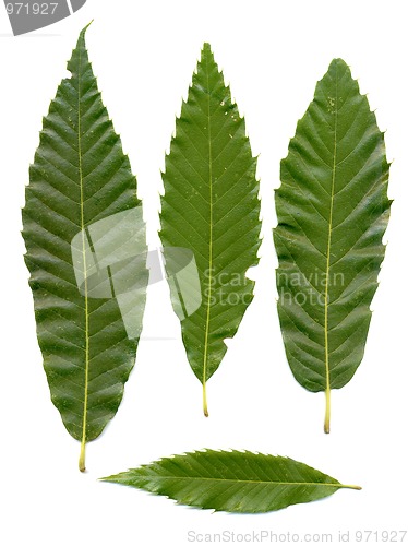 Image of Green chestnuts leaves