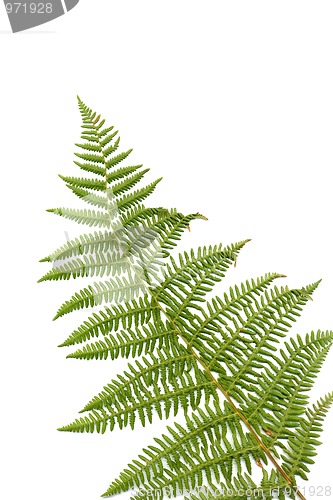 Image of Fern leaf 