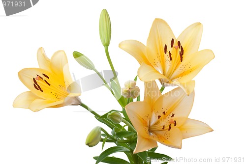 Image of Yellow lilies