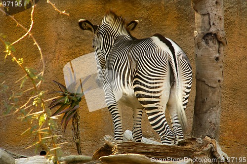 Image of Zebra Impasse