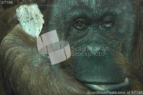 Image of Sad Orangutan