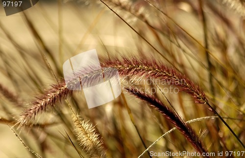 Image of Purple Fountain Grass