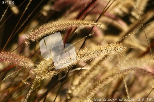 Image of Fountain Grass