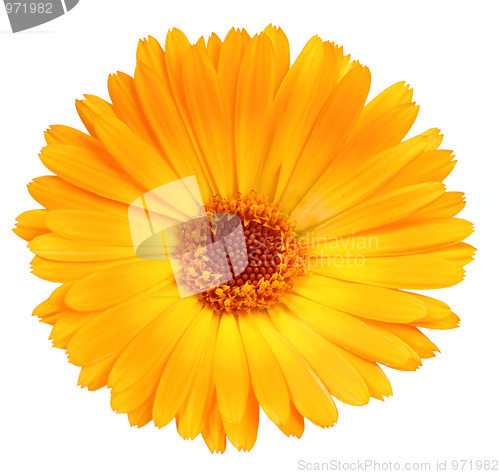 Image of One orange flower of calendula