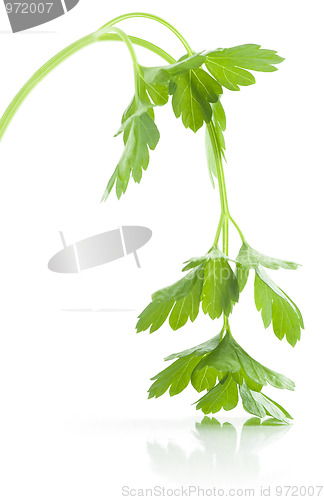 Image of Withered Parsley