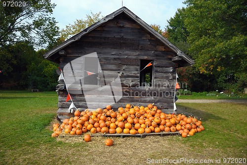 Image of Pumpkin Patch