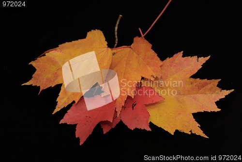 Image of Maple Leaf