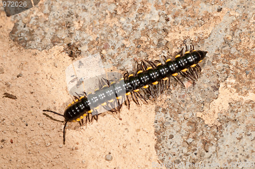 Image of Caterpillar