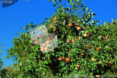 Image of Apples