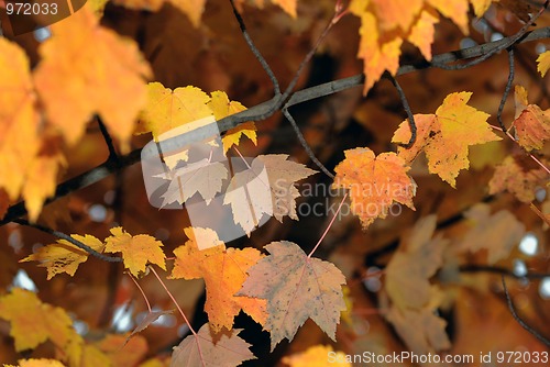 Image of Autumn Foliage