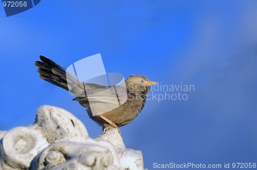 Image of Babbler