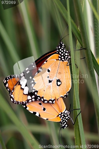 Image of Mating