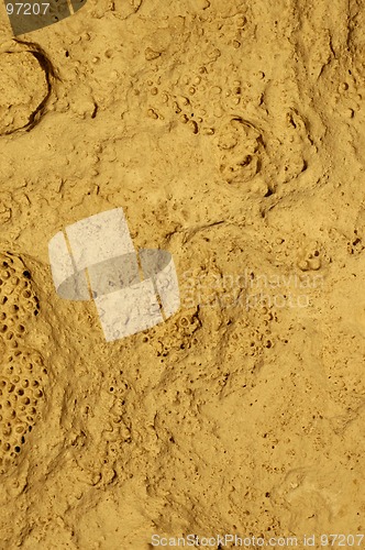 Image of Stone Fossil Background