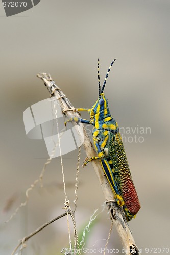 Image of Painted Grasshopper