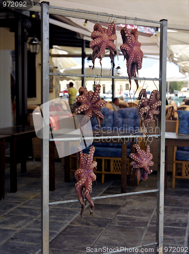 Image of Octopus drying in Greece