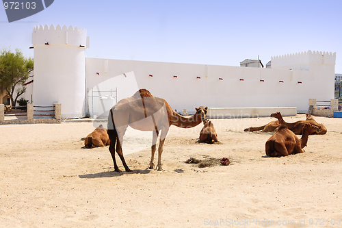 Image of Camels outside Doha fort