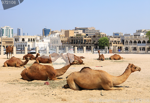 Image of Camels in central Doha, Qatar