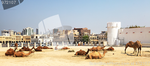 Image of Camels resting in central Doha