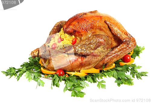 Image of Festive turkey side view isolated