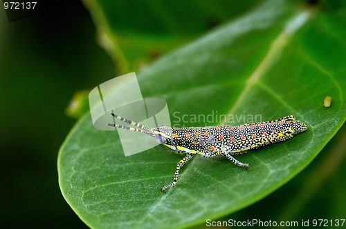 Image of Painted Grasshopper