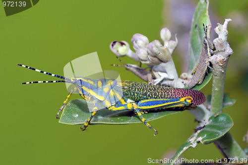 Image of Painted Grasshopper