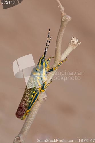 Image of Painted Grasshopper