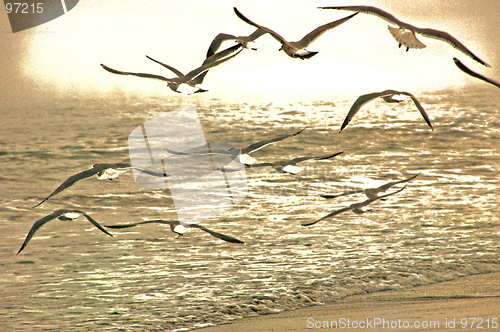 Image of Flying Gulls/Artistic