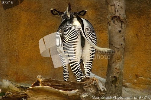 Image of Zebra Bum & Wall