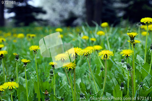 Image of Spring flowers