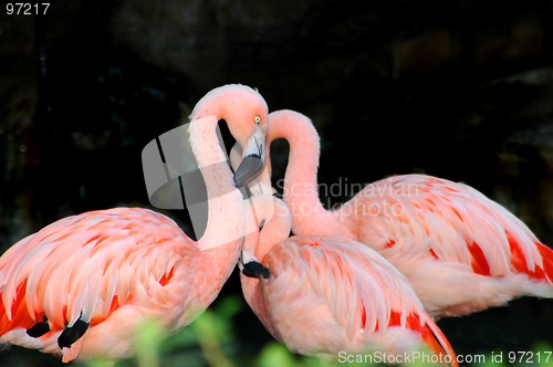 Image of Mother Flamingo