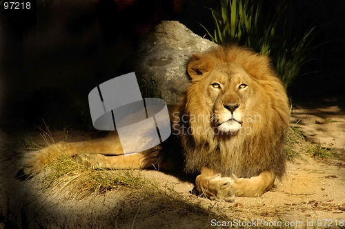 Image of Lion King Sage