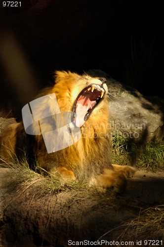 Image of CAT 0048 Huge Lion Roar