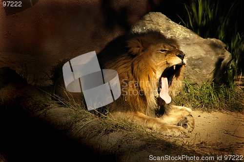 Image of Lion Yawn