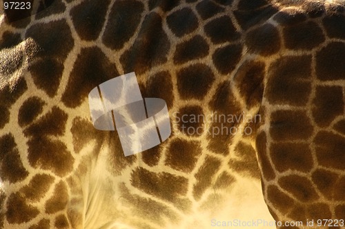 Image of Giraffe Skin Design