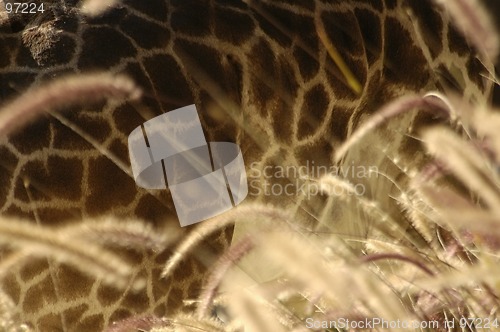 Image of Giraffe Skin & Weeds