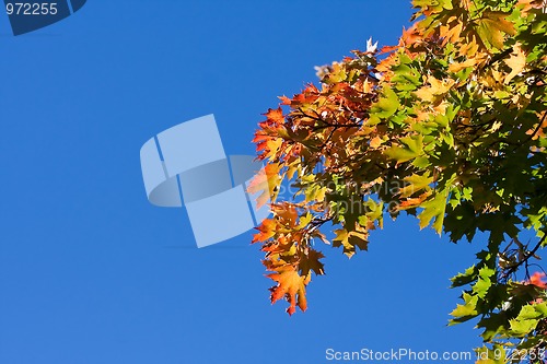 Image of Maple tree