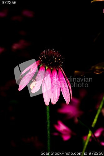 Image of Purple flower