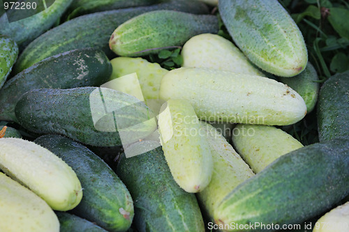 Image of Miscellaneous cucumbers.