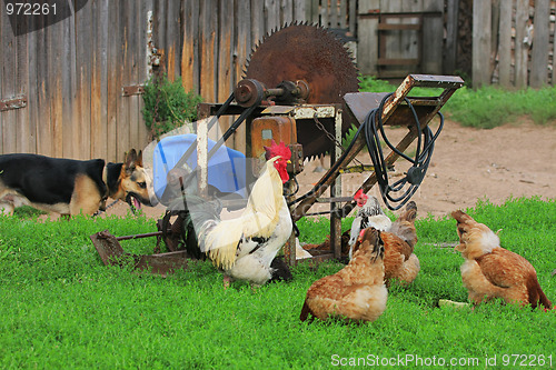 Image of Rural landscape with farm animals.