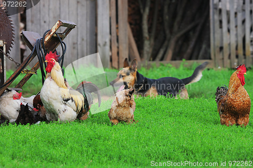 Image of Rural landscape with farm animals.