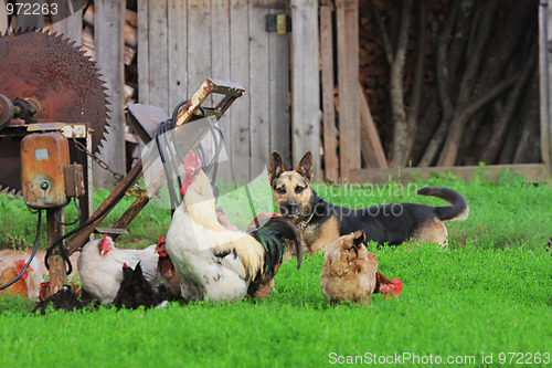 Image of Rural landscape with farm animals.